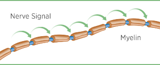 A healthy nerve with a complete myelin layer